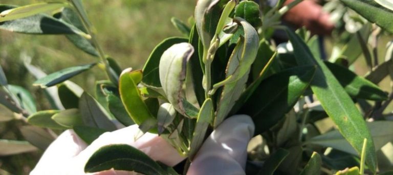 Safra de azeitonas atinge novos patamares; Rio Grande do Sul lidera produção no país