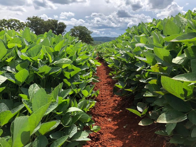 Rio Grande do Sul antecipa recuperação do setor agropecuário para 2026