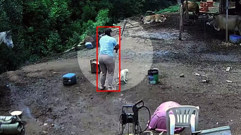 Suspeita de assassinar cachorro com picareta é liberada da prisão em Porto Alegre
